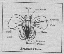 brassica flower